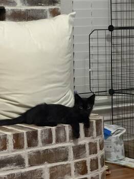 Boba 7987 -  Domestic Medium Hair Cat for Adoption in Dallas, Texas - Boba 7987 | PetCurious