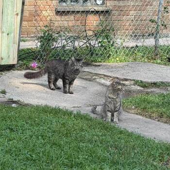 Fat Boy - Home to Home -  Domestic Long Hair Cat for Adoption in South Elgin, Illinois - Fat Boy - Home To Home | PetCurious