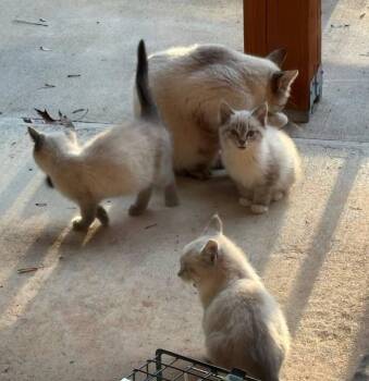 Siamese and Domestic Short Hair Cats Available for Adoption - Ellijay Special Cuties | PetCurious