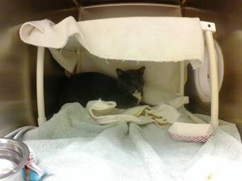 STEWART -  Domestic Short Hair Cat for Adoption in Omaha, Nebraska - STEWART | PetCurious