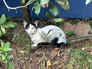 Jade -  Domestic Short Hair Cat Available for Adoption in San Juan, San Juan - Jade | PetCurious
