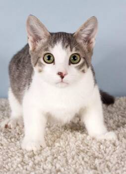 Ollie -  Domestic Short Hair Cat for Adoption in Gilbert, Arizona - Ollie | PetCurious