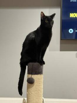 Tuesday K -  Domestic Short Hair Cat for Adoption in Cary, North Carolina - Tuesday K | PetCurious