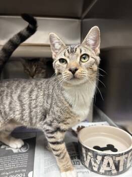 Rescue Domestic Short Hair Cats for Adoption in Morristown, New Jersey - Mosaic | PetCurious