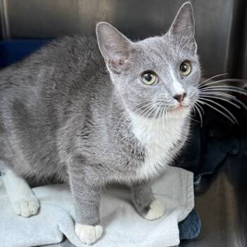 Rescue Domestic Short Hair Cats for Adoption in Cumberland, Maryland - Totoro | PetCurious