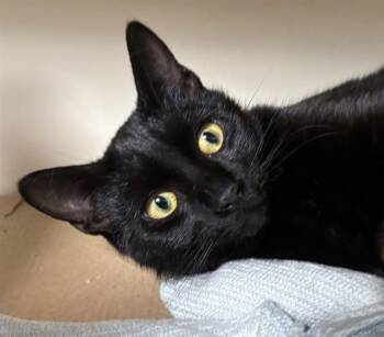 Domestic Short Hair Cats Available for Adoption in Dedham, Massachusetts - BROOKLYN | PetCurious