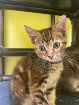 Shaboom -  Domestic Short Hair Cat for Adoption in Hamilton, Ohio - Shaboom | PetCurious