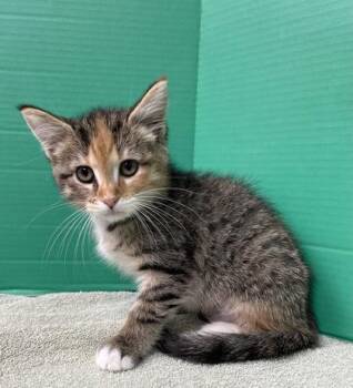 Domestic Short Hair Cats Available for Adoption in Houston, Texas - Kitty | PetCurious