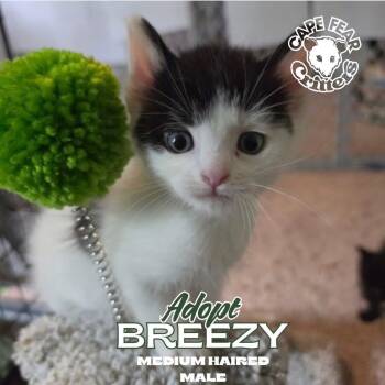 Breezy -  Domestic Short Hair Cat Available for Adoption in Wilmington, North Carolina - Breezy | PetCurious