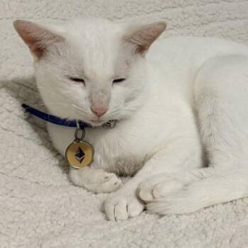 Bella Notte -  Siamese Cat for Adoption in Liverpool, Texas - Bella Notte | PetCurious