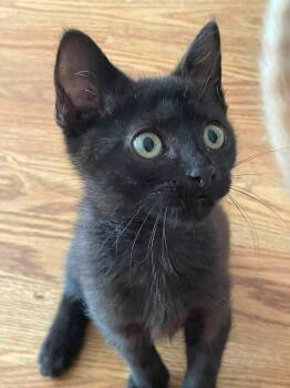 Schroeder -  Domestic Short Hair Cat for Adoption in Concord, North Carolina - Schroeder | PetCurious