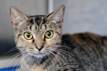 Alexa -  Domestic Short Hair and Tiger Cat for Adoption in Sanford, Florida - Alexa | PetCurious