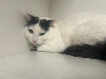 Domestic Short Hair Cats Available for Adoption in Greenfield, Indiana - Rue | PetCurious