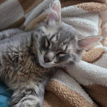 Purknje -  Domestic Medium Hair Cat for Adoption in Holly, Michigan - Purknje | PetCurious