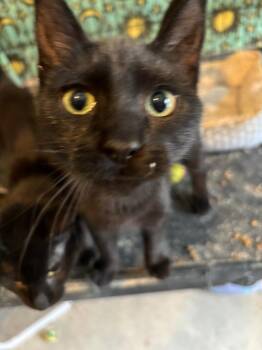 Domestic Short Hair Cats Available for Adoption - Tonya | PetCurious