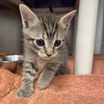 Cannoli -  Domestic Short Hair Cat for Adoption in Voorhees Township, New Jersey - Cannoli | PetCurious