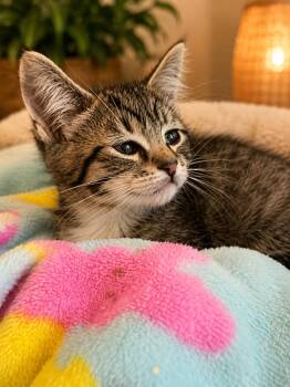 Chutney -  Domestic Short Hair Cat for Adoption in Santa Cruz, California - Chutney | PetCurious
