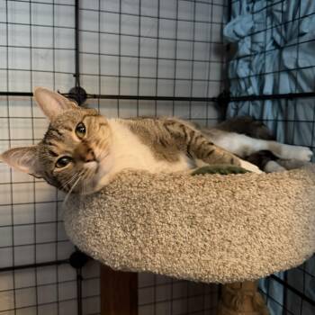 Grayson -  Domestic Short Hair Cat for Adoption in Royal Oak, Michigan - Grayson | PetCurious