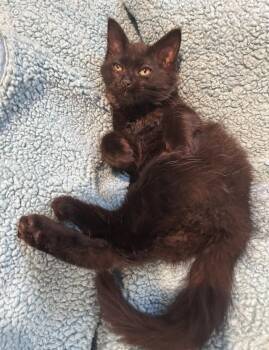 Flower -  Domestic Medium Hair Cat for Adoption in Anchorage, Alaska - Flower | PetCurious