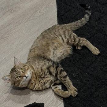 Taz -  Domestic Short Hair Cat for Adoption in Wakefield, Massachusetts - Taz | PetCurious