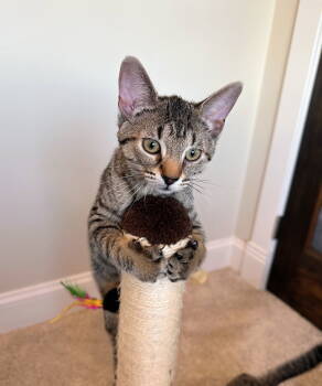 Rescue Domestic Short Hair Cats for Adoption in Nazareth, Pennsylvania - Skittles Kitten | PetCurious