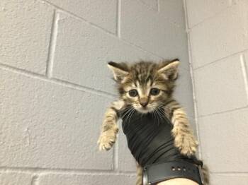 Domestic Short Hair Cats Available for Adoption in Thousand Palms, California - MACKEREL | PetCurious