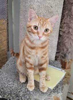 Rescue Domestic Short Hair Cats for Adoption in Lodi, California - Marmalade | PetCurious