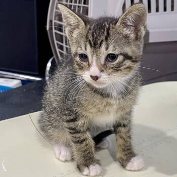 Domestic Short Hair Cats Available for Adoption in Livingston, Texas - Cactus Jack | PetCurious