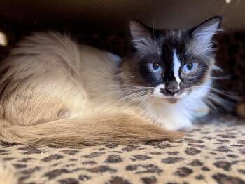 Siamese and Himalayan Cats Available for Adoption in St. Augustine, Florida - King Henry | PetCurious