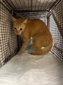 Sharon Feral 73 -  Domestic Short Hair Cat Available for Adoption in New Braunfels, Texas - Sharon Feral 73 | PetCurious