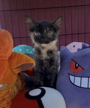 Misty -  Tortoiseshell and Domestic Medium Hair Cat for Adoption in Dublin, Ohio - Misty | PetCurious
