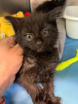 Paprika -  Domestic Long Hair Cat for Adoption in Pomona, New York - Paprika | PetCurious
