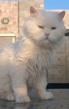 Whiteg -  Turkish Angora and Himalayan Cat Available for Adoption in Brampton, Ontario - Whiteg | PetCurious