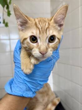 Oregano -  Domestic Short Hair Cat for Adoption in San Antonio, Texas - Oregano | PetCurious