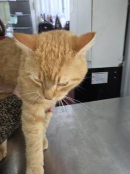 Domestic Short Hair Cats Available for Adoption in Simcoe, Ontario - DSH Orange Tabby `Dutch` | PetCurious
