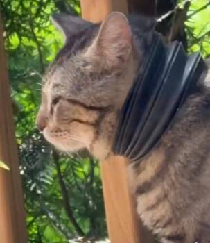 Spout -  Domestic Short Hair Cat for Adoption in Hoffman Estates, Illinois - Spout | PetCurious
