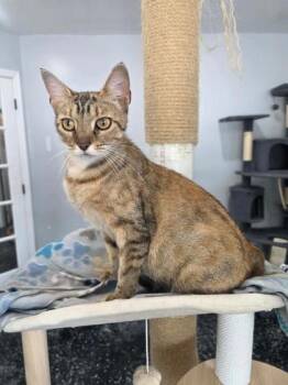 Flamingo -  Domestic Short Hair Cat for Adoption in Kansas City, Missouri - Flamingo | PetCurious