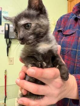 Bailey -  Domestic Short Hair Cat for Adoption in Warren, Pennsylvania - Bailey | PetCurious