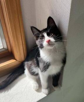 Woody -  Domestic Short Hair Cat for Adoption in Battle Creek, Michigan - Woody | PetCurious