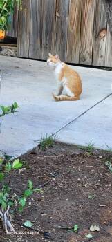 Domestic Short Hair Cats Available for Adoption in San Antonio, Texas - TIMMY | PetCurious