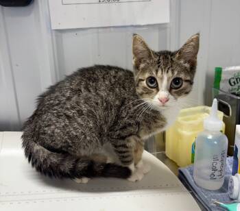 Rescue Domestic Short Hair Cats for Adoption in Pierceton, Indiana - Kitana | PetCurious