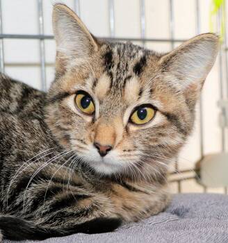 Milkshake -  Domestic Short Hair Cat for Adoption in Cincinnati, Ohio - Milkshake | PetCurious