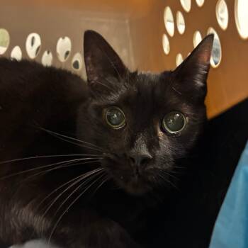 Cinder -  Domestic Short Hair Cat for Adoption in Harrisonburg, Virginia - Cinder | PetCurious