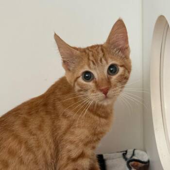 Otto -  Domestic Short Hair Cat for Adoption in Port Angeles, Washington - Otto | PetCurious