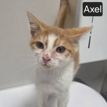 Axel -  Domestic Short Hair Cat for Adoption in Snow Hill, North Carolina - Axel | PetCurious