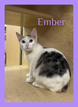 EMBER -  Calico Cat for Adoption in Lawton, Oklahoma - EMBER | PetCurious