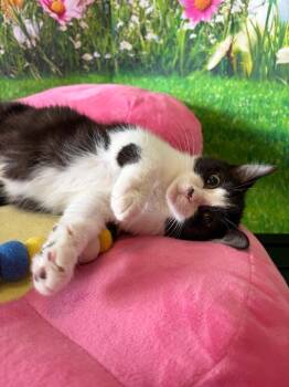 Domestic Short Hair Cats Available for Adoption - Yasmin | PetCurious