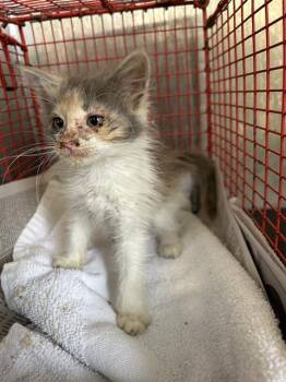 Domestic Medium Hair Cats Available for Adoption in San Antonio, Texas - NELLY FURRTATOES | PetCurious