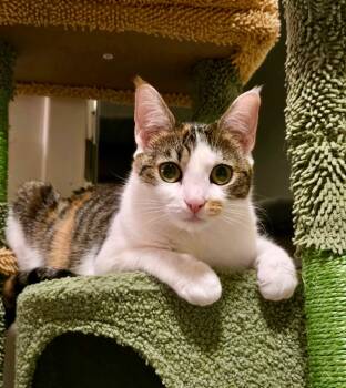 Rescue Domestic Short Hair Cats for Adoption in Hampton, Virginia - Squeaks | PetCurious