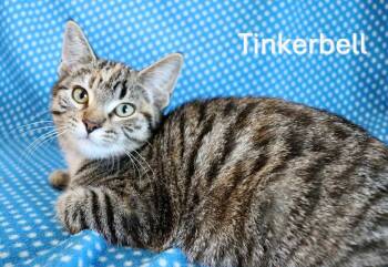 Rescue Tabby Cats for Adoption in Clavet, Saskatchewan - Tinkerbell | PetCurious